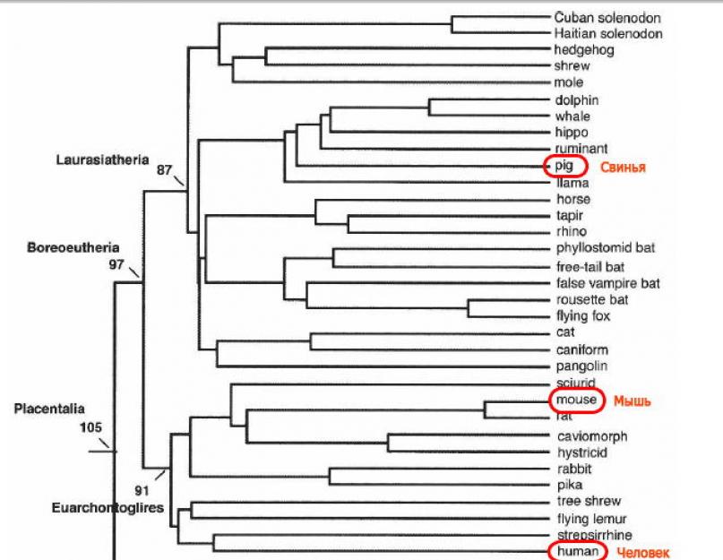 Human and chimpanzee DNA are the same.  Reckless and risky?  Chinese scientists have created GM macaques with the human brain development gene.  Use of tools