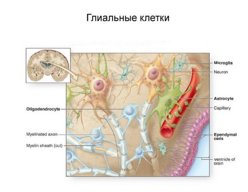 Células neurogliales, su significado y funciones.  Neuroglia.  Concepto general de neuroglia