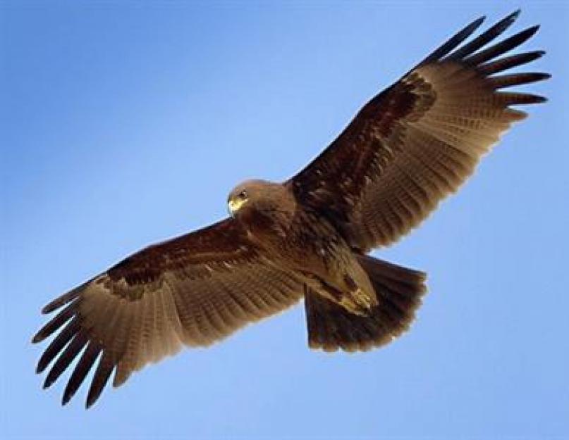 Кречет сообщение. Птицы кречет (лат. Falco rusticolus). Образ жизни и среда обитания