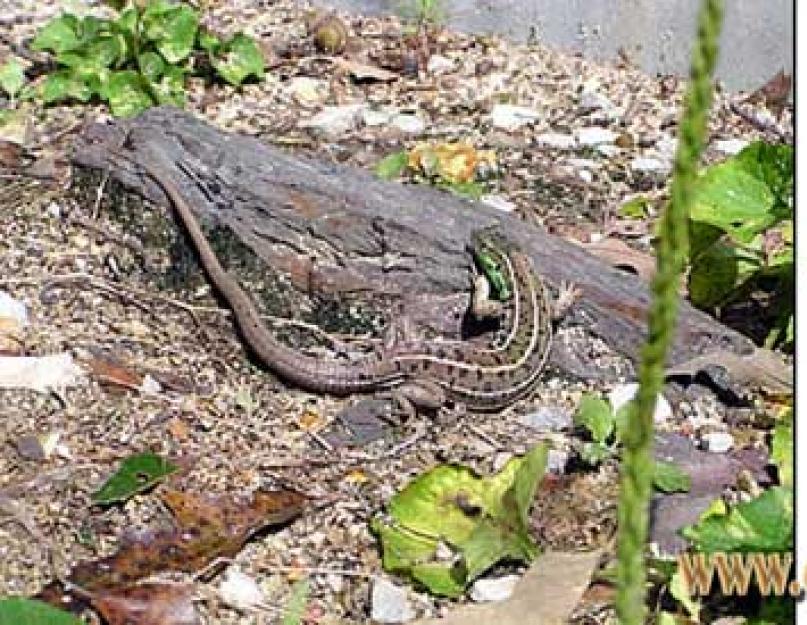 El lagarto monitor rayado es un lagarto grande del sudeste asiático.  Breve descripción morfológica